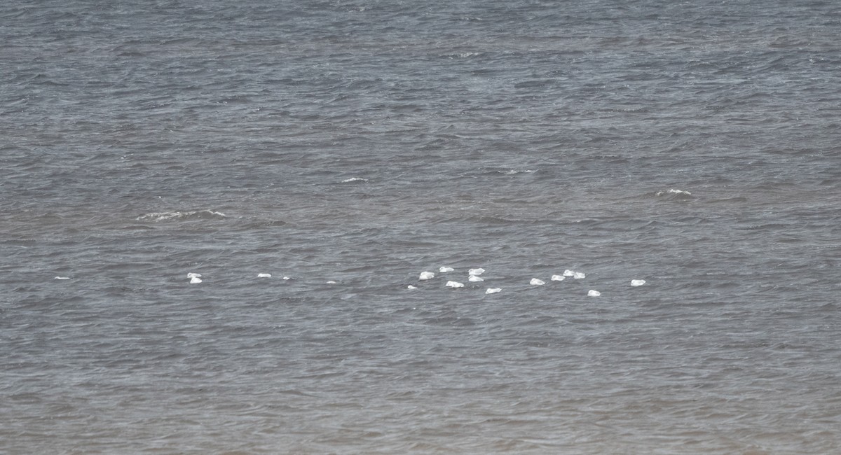 Ring-billed Gull - ML646104117
