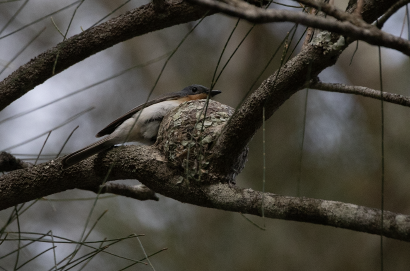 Leaden Flycatcher - ML646104118