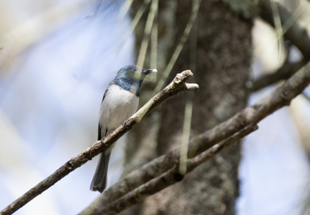 Leaden Flycatcher - ML646104119