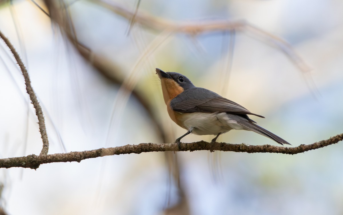 Leaden Flycatcher - ML646104120