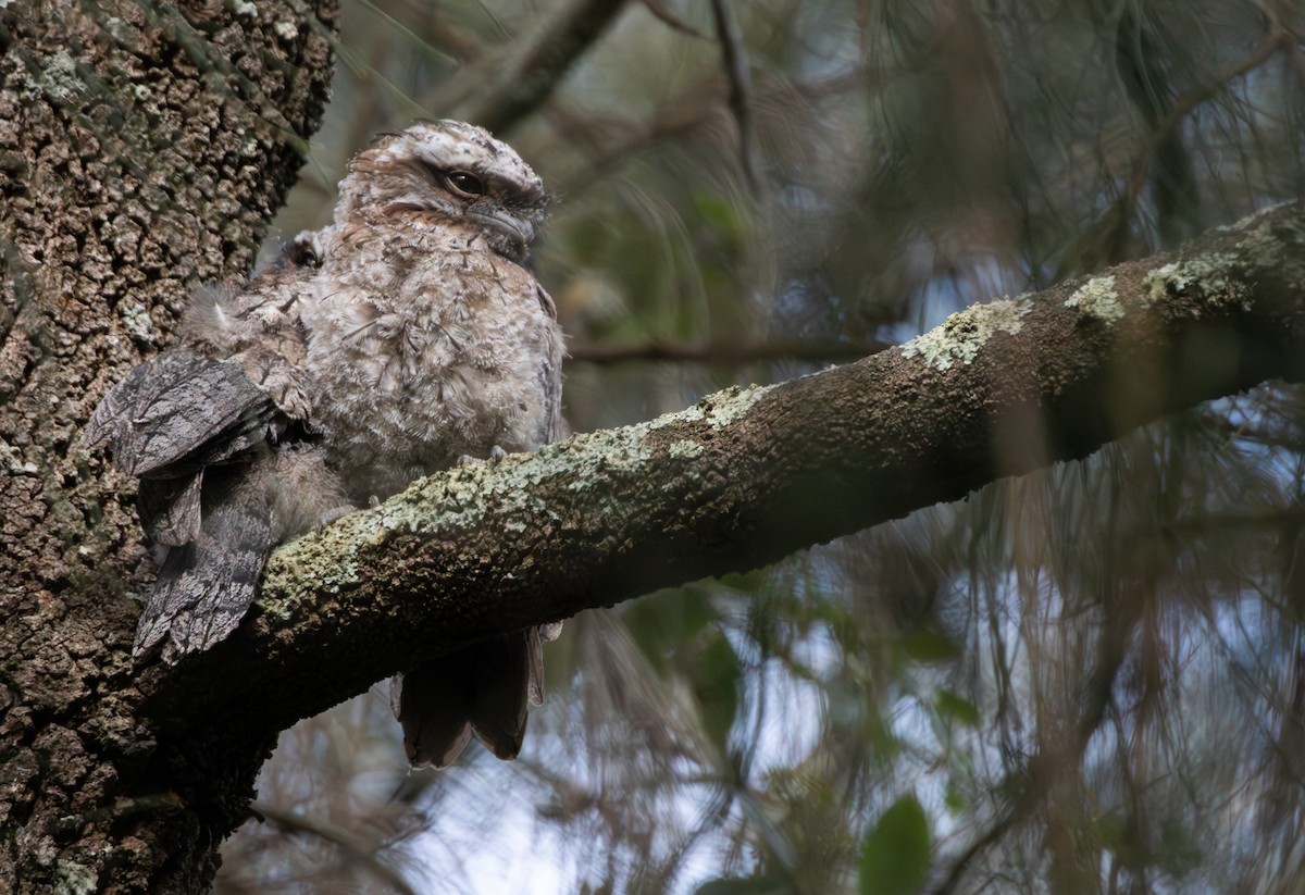 Tawny Frogmouth - ML646104124