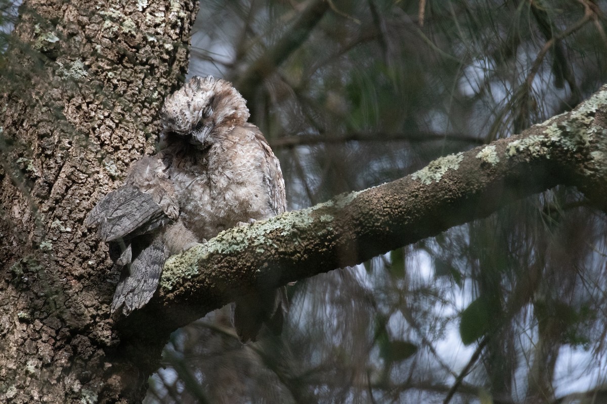 Tawny Frogmouth - ML646104125