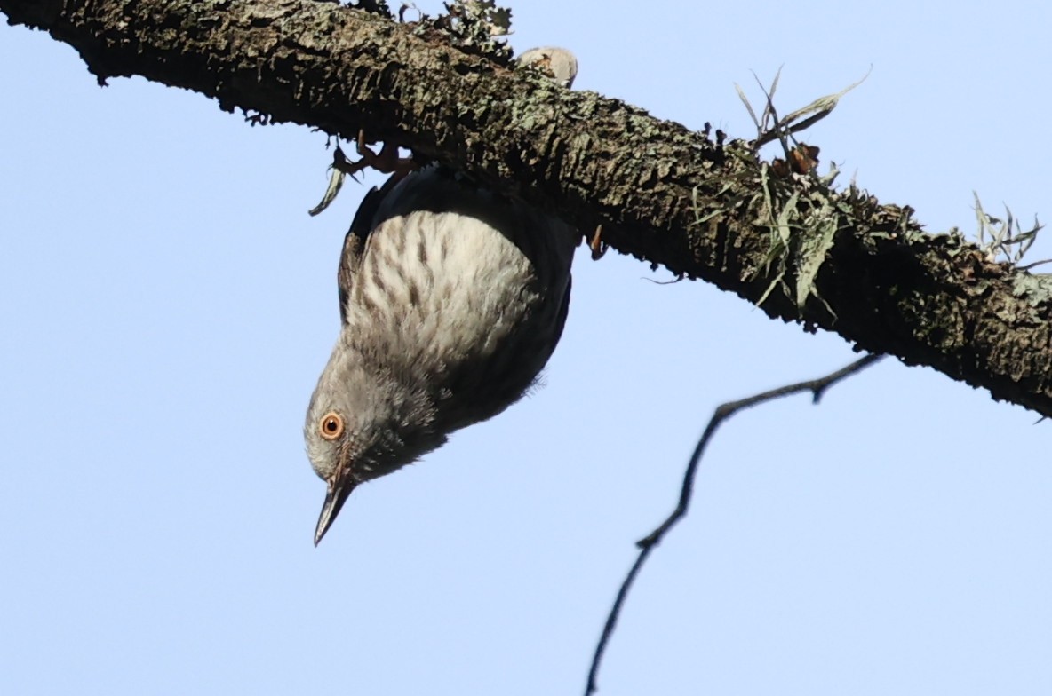 Varied Sittella - ML646104129