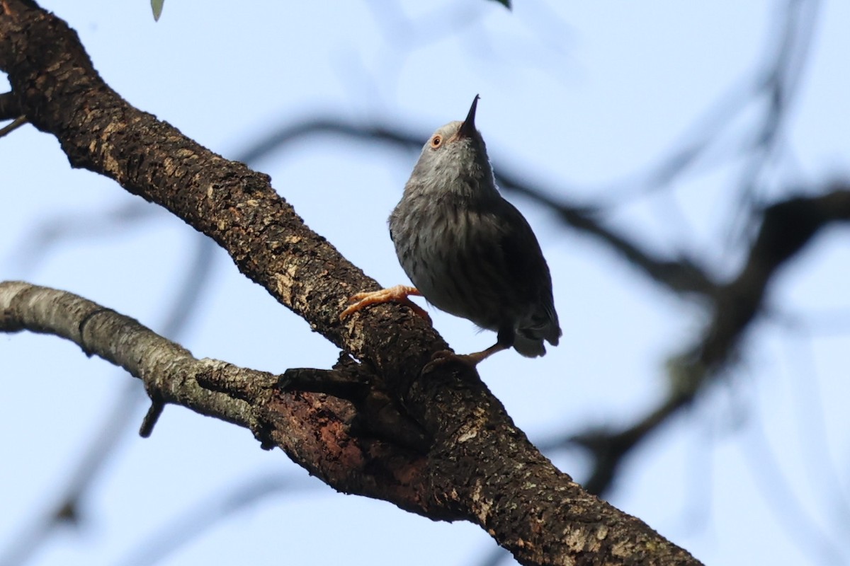 Varied Sittella - ML646104130