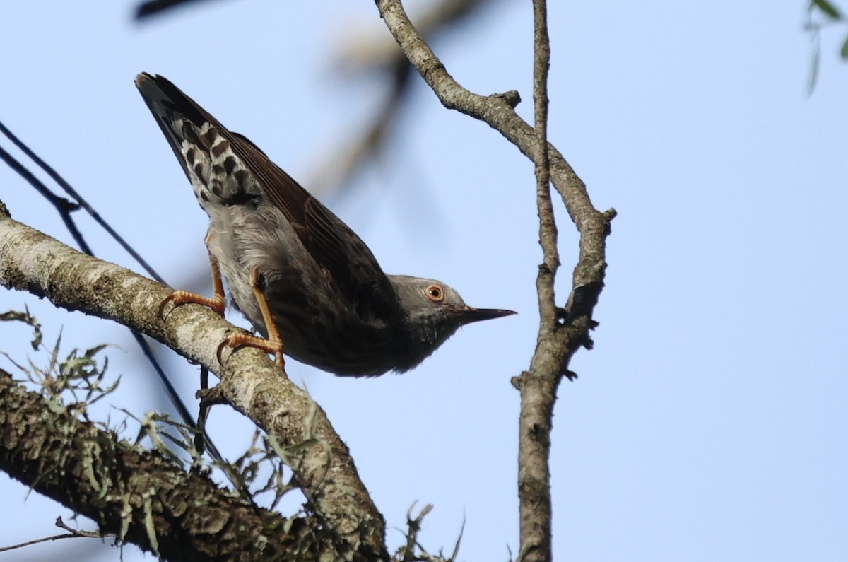 Varied Sittella - ML646104131