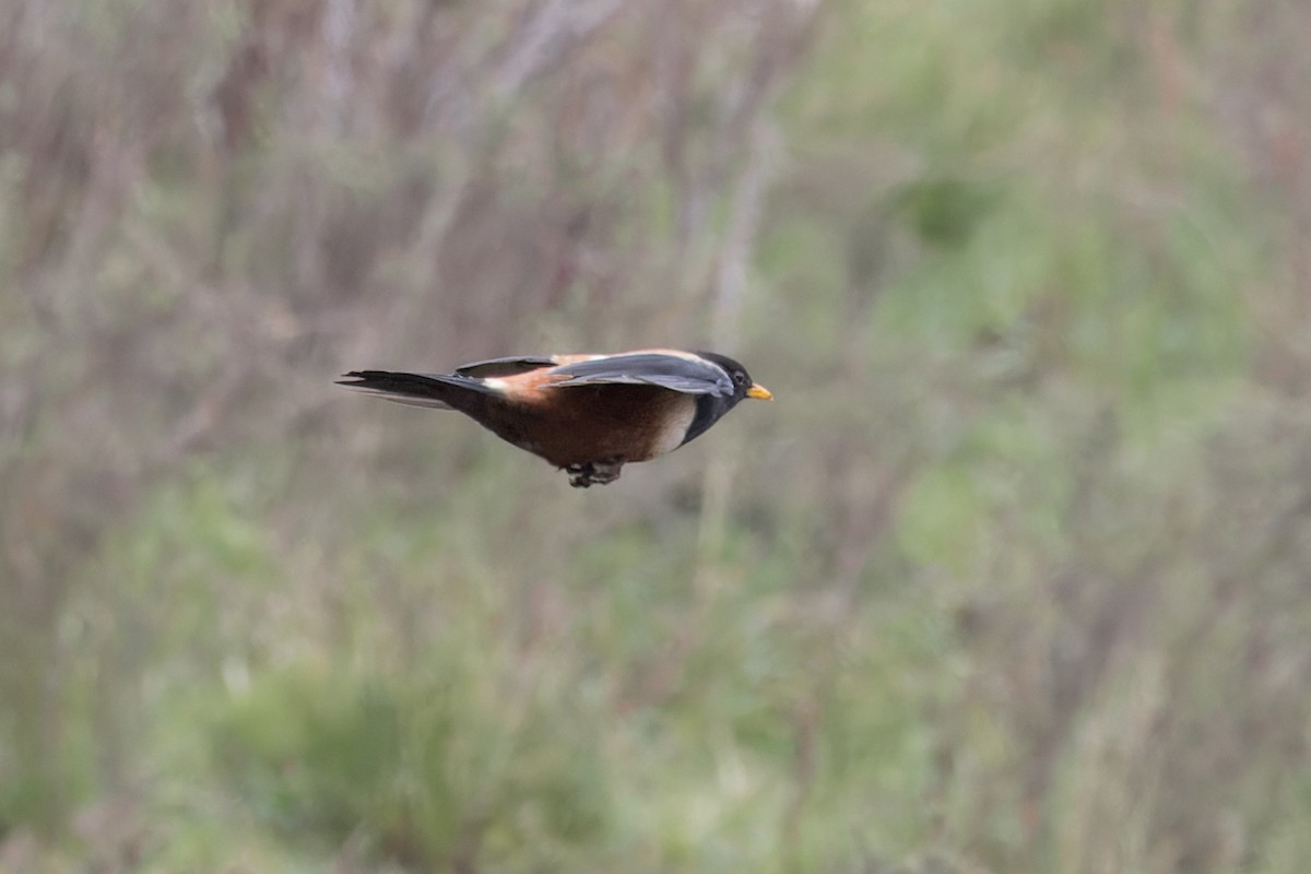 チャイロツグミ - ML646104136