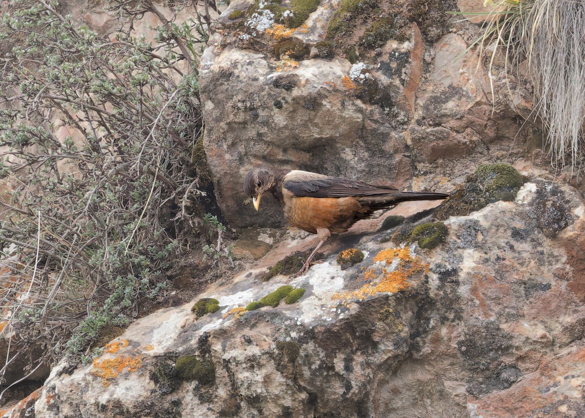 チャイロツグミ - ML646104138