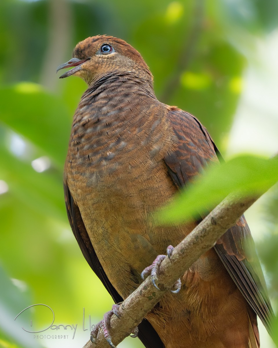 Maronentaube - ML646104149