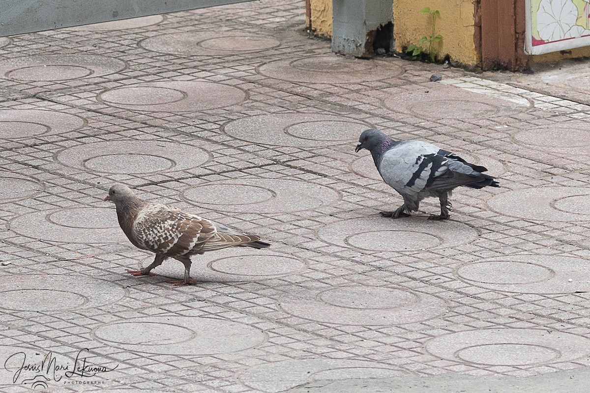 יונת בית - ML646104153