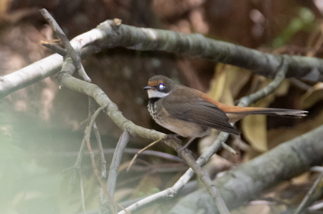 Australian Rufous Fantail - ML646104163