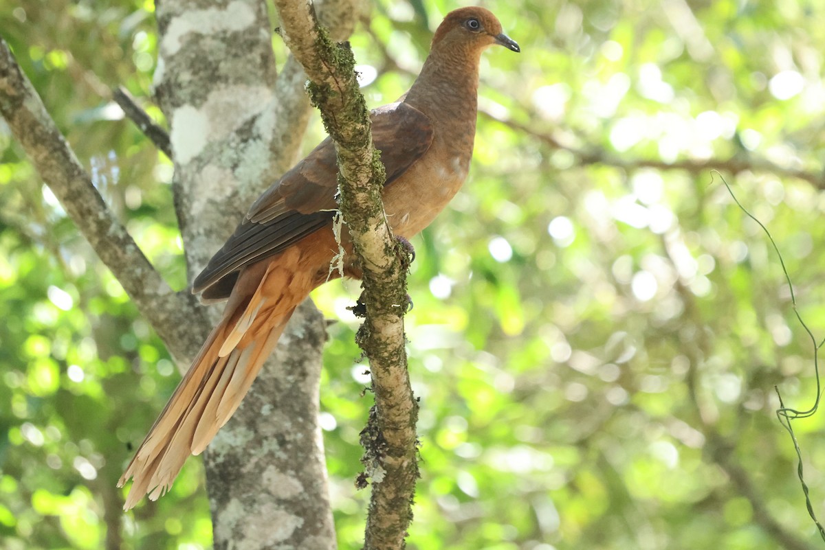 Maronentaube - ML646104171