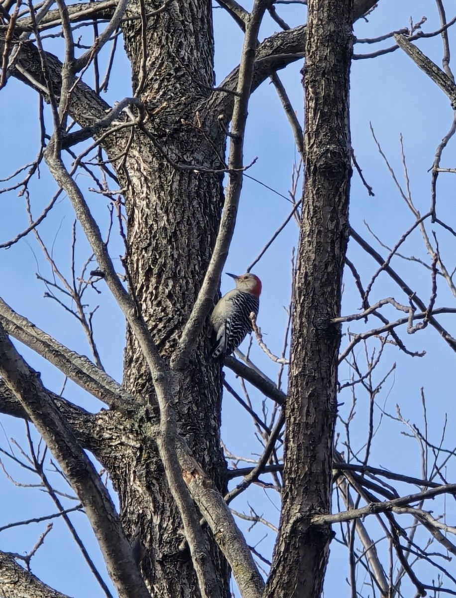 Каролинский дятел - ML646104173