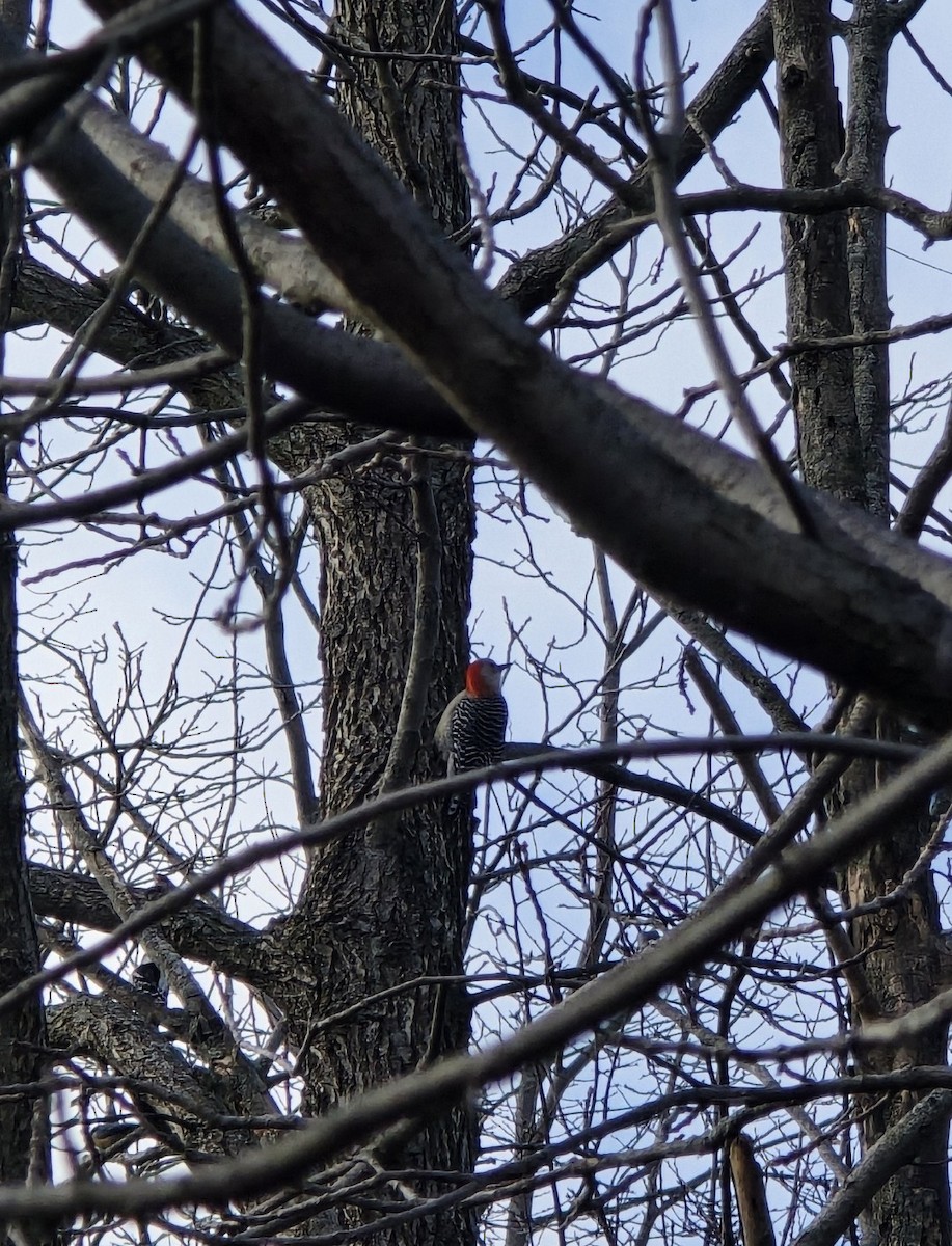 Каролинский дятел - ML646104174