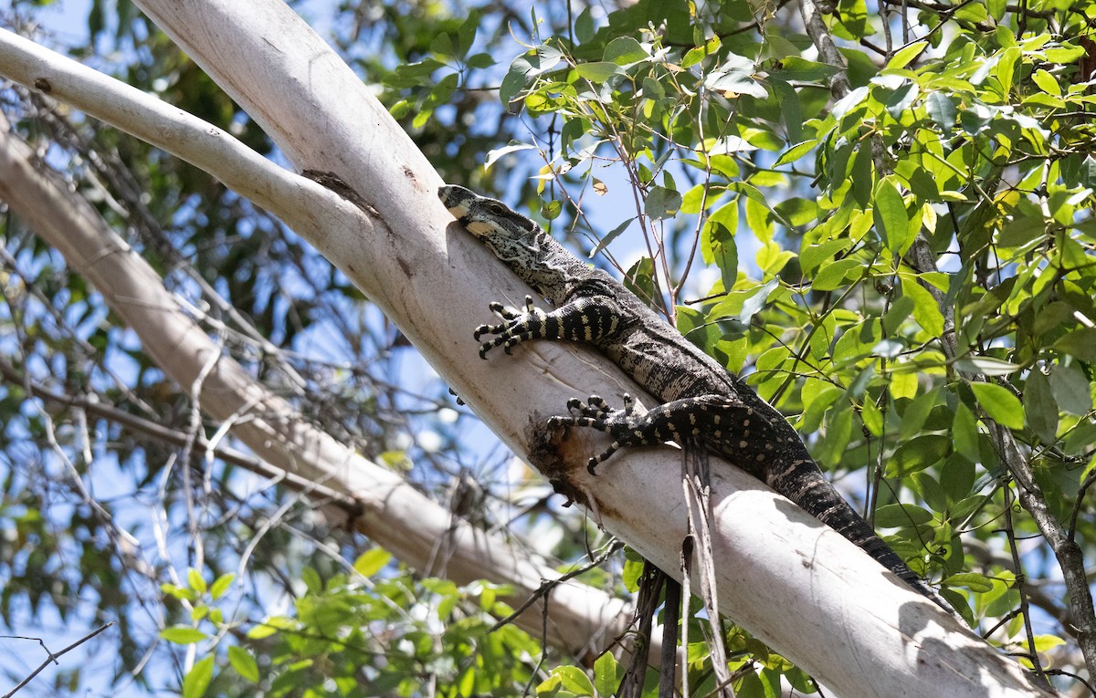 Lace Monitor - ML646104175