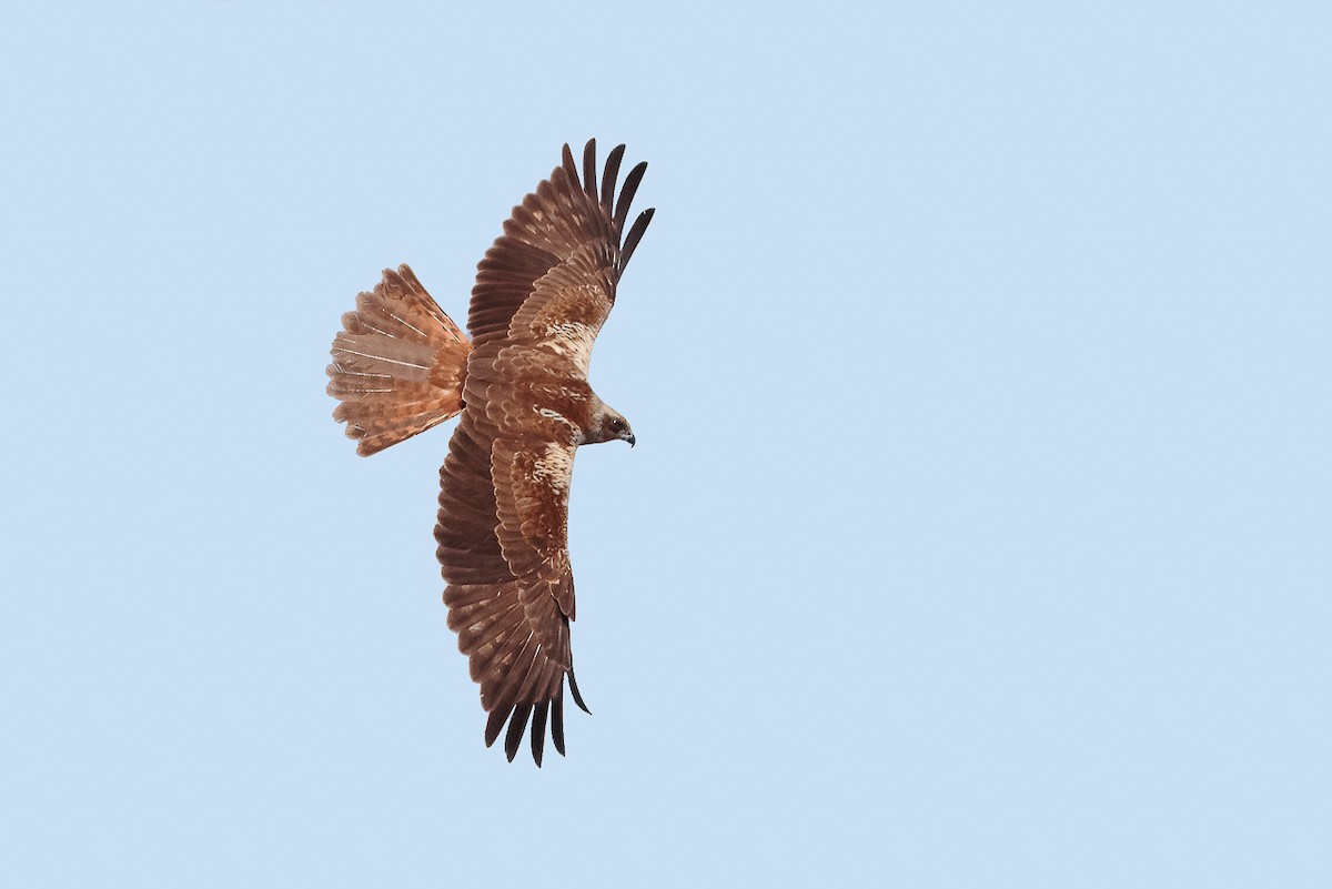 káně bělochvostá - ML646104177