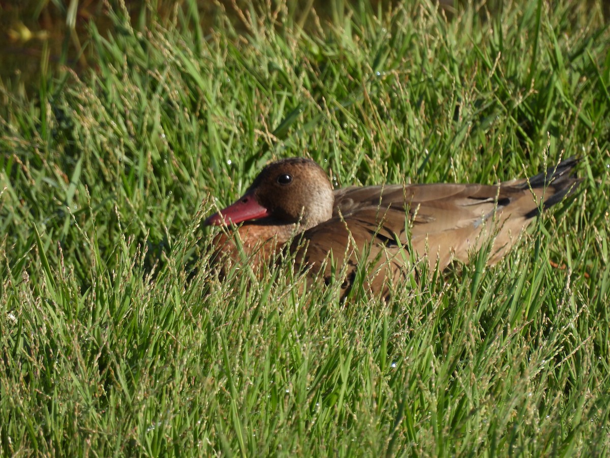 Brazilian Teal - ML646104185