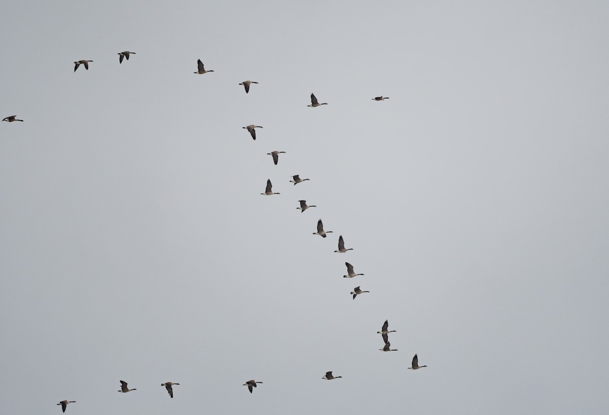 Kanadagans - ML646104188