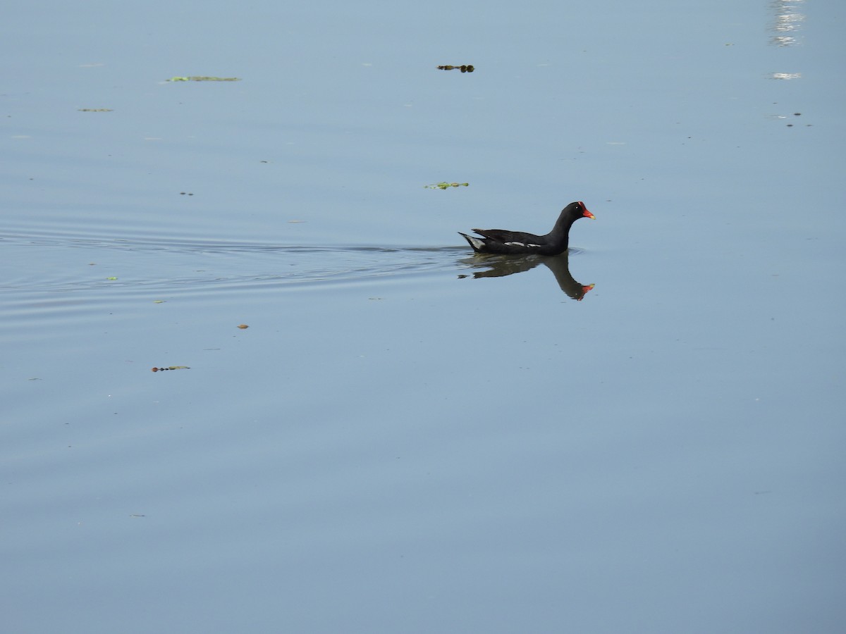 Gallinule d'Amérique - ML646104191