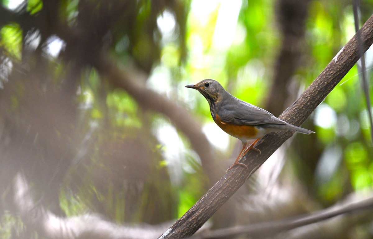 Gray-backed Thrush - ML646104194