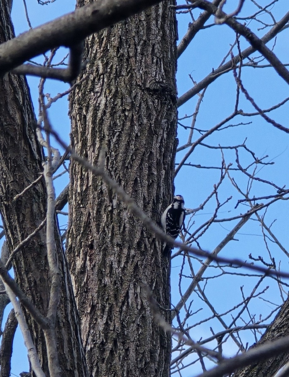 Downy Woodpecker - ML646104200