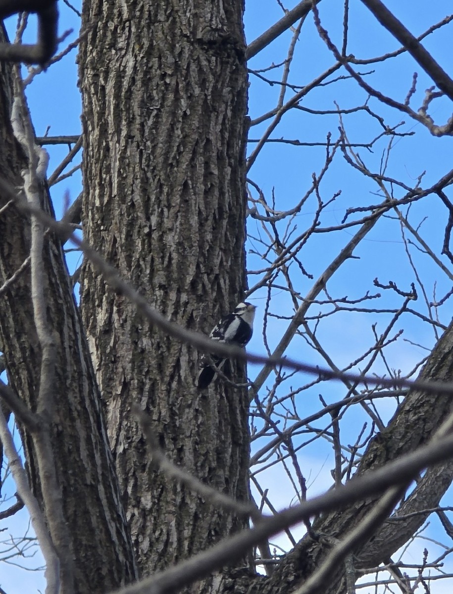 Downy Woodpecker - ML646104202