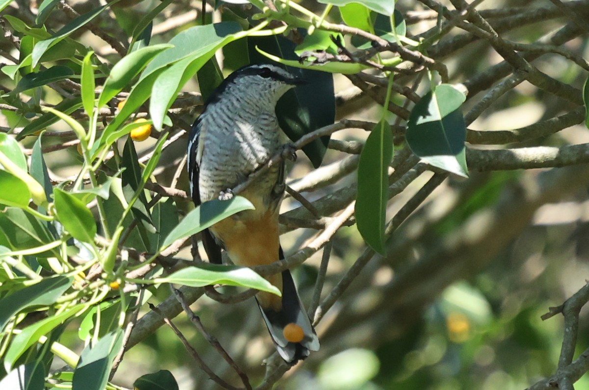 Varied Triller - ML646104204