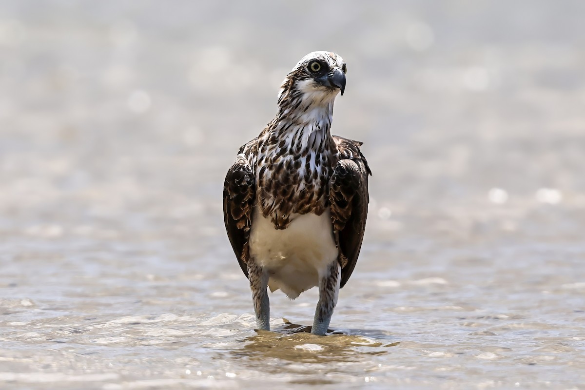 Fischadler - ML646104205