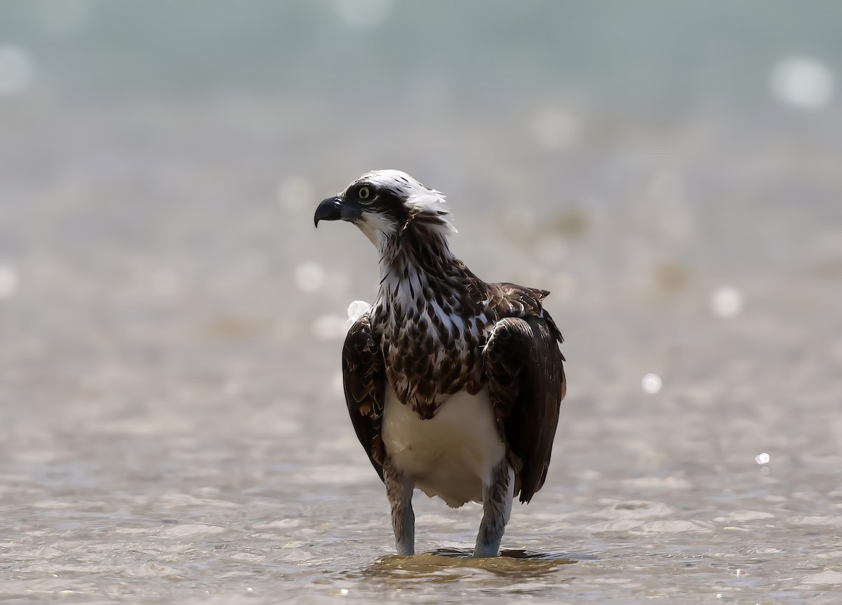 Fischadler - ML646104206