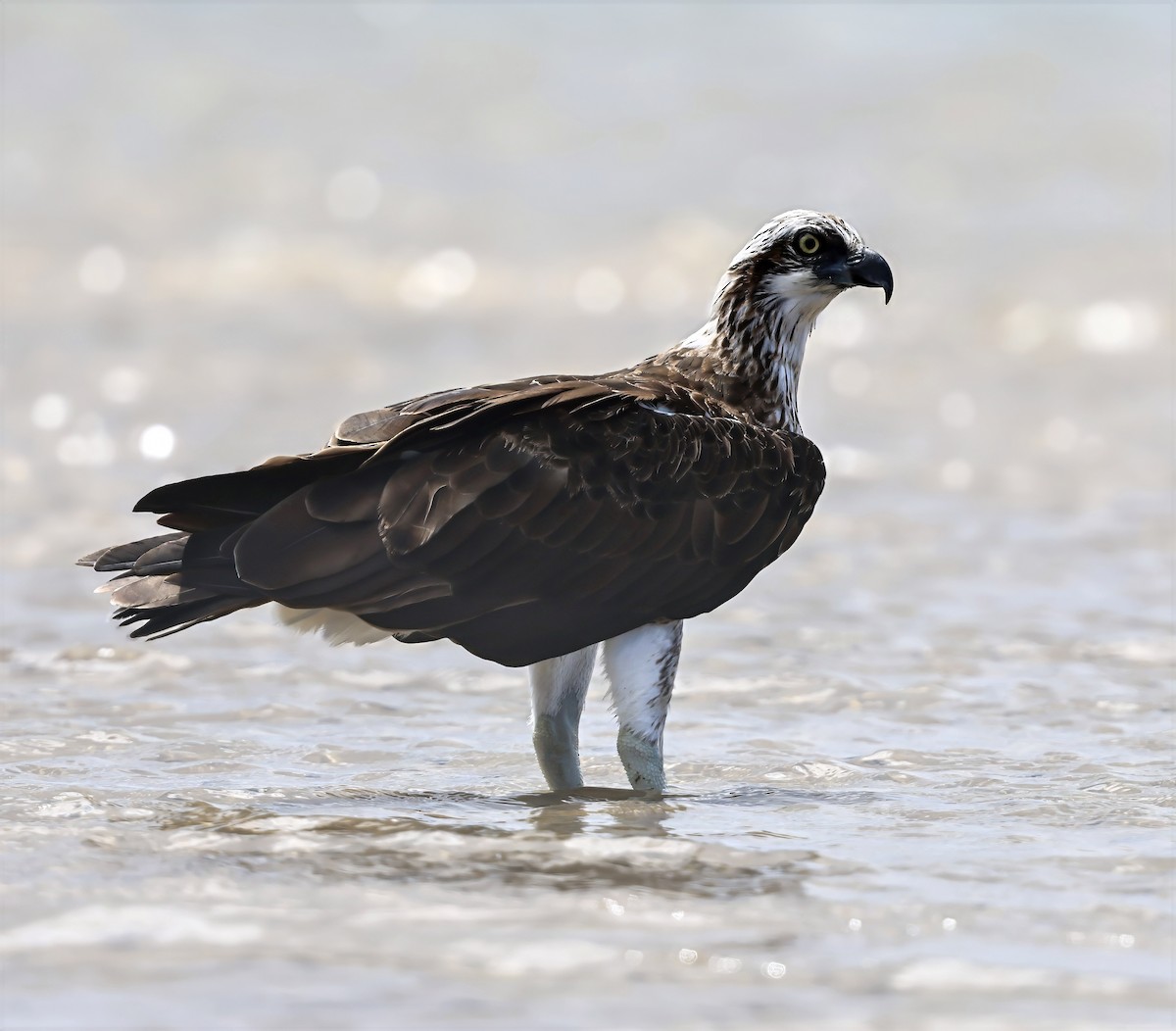 Fischadler - ML646104207