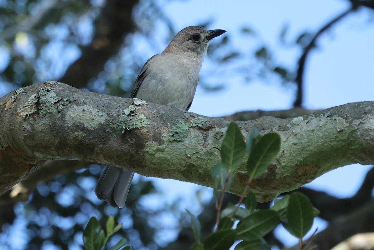 Gray Shrikethrush - ML646104210