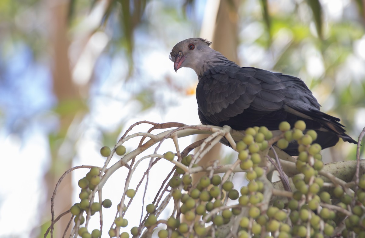 Topknot Pigeon - ML646104219