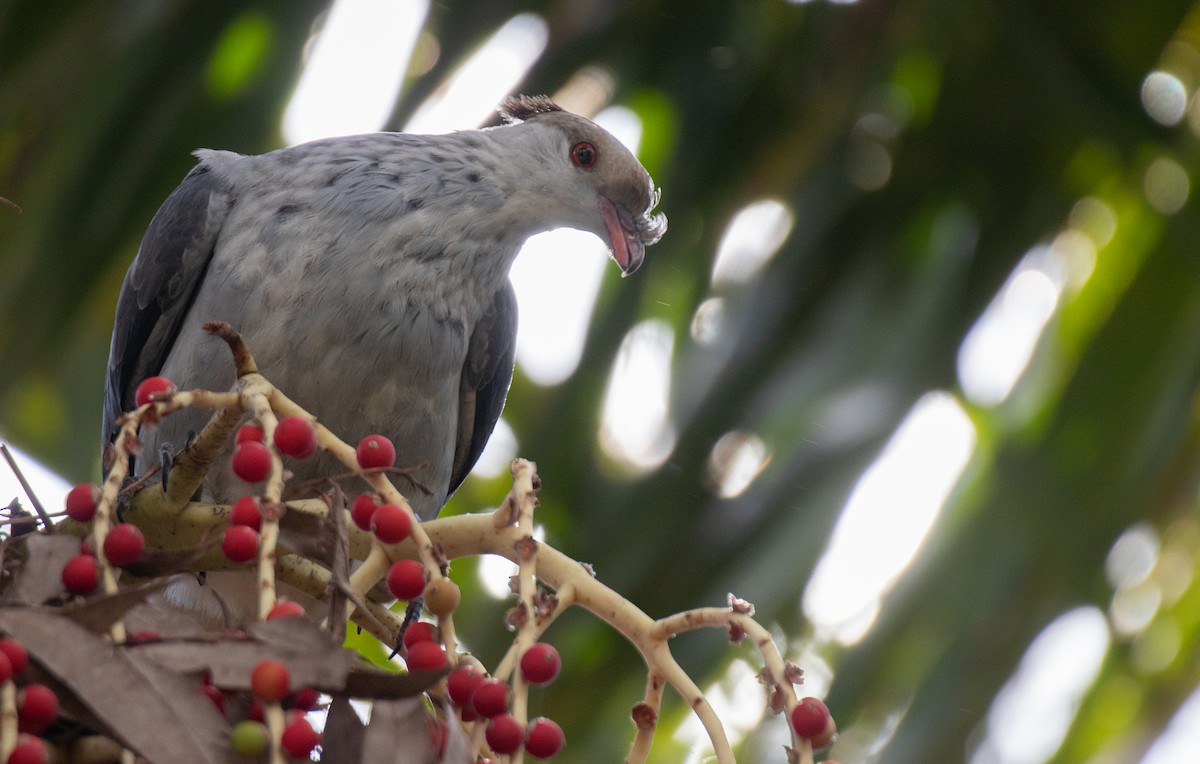 Topknot Pigeon - ML646104220