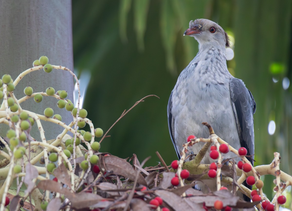 Topknot Pigeon - ML646104221