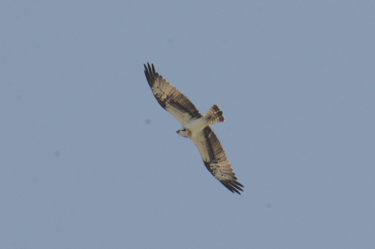 Fischadler - ML646104228