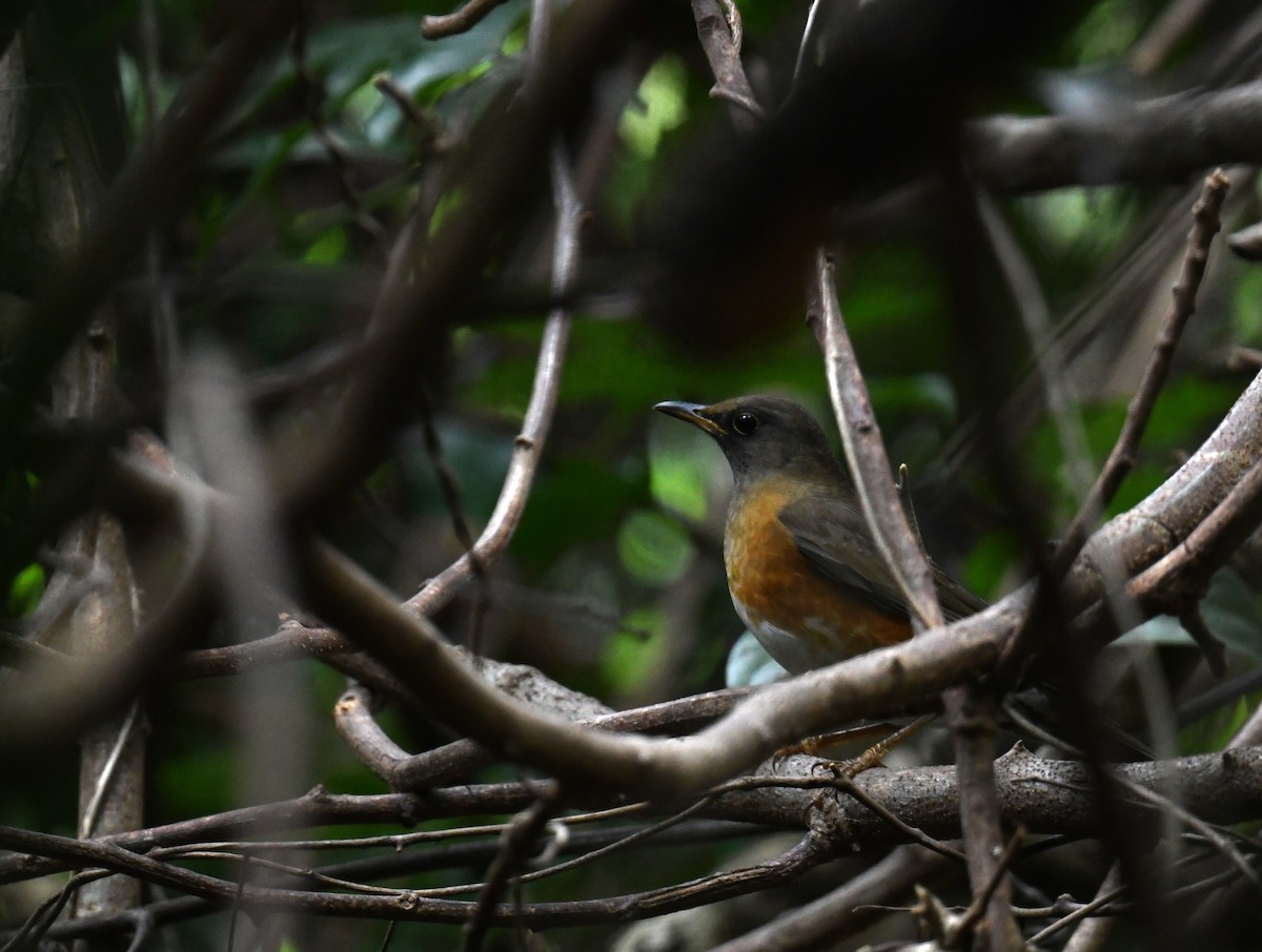 Brown-headed Thrush - ML646104249