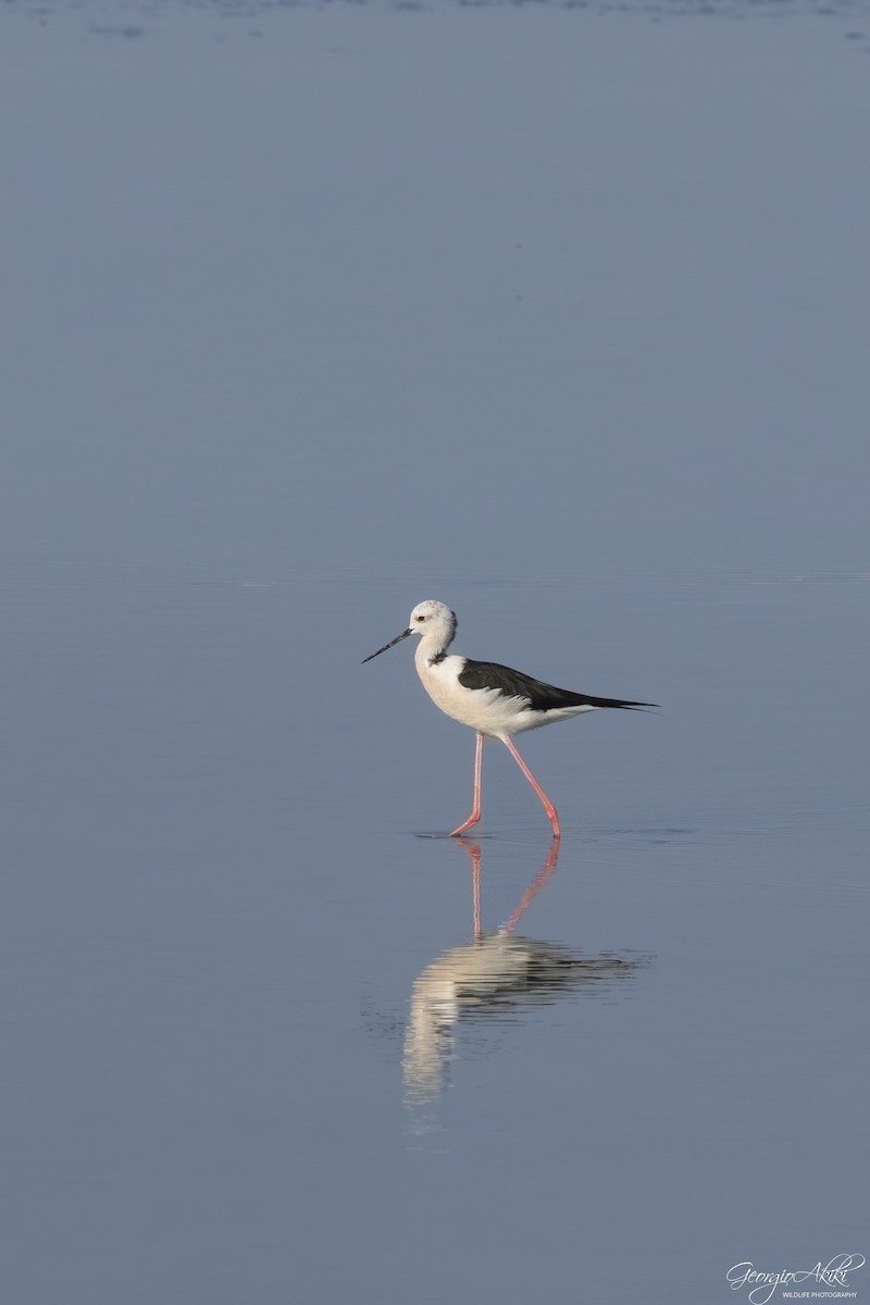 高蹺鴴 - ML646104255