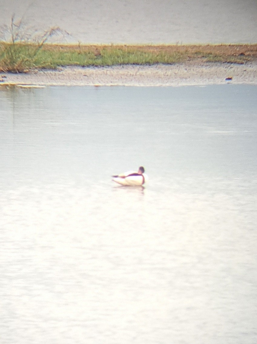 Common Shelduck - ML646104266