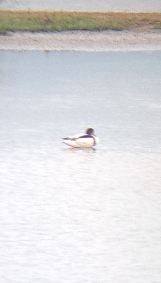 Common Shelduck - ML646104270