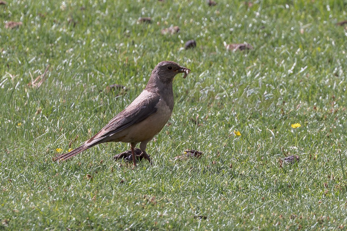 チャイロツグミ - ML646104281