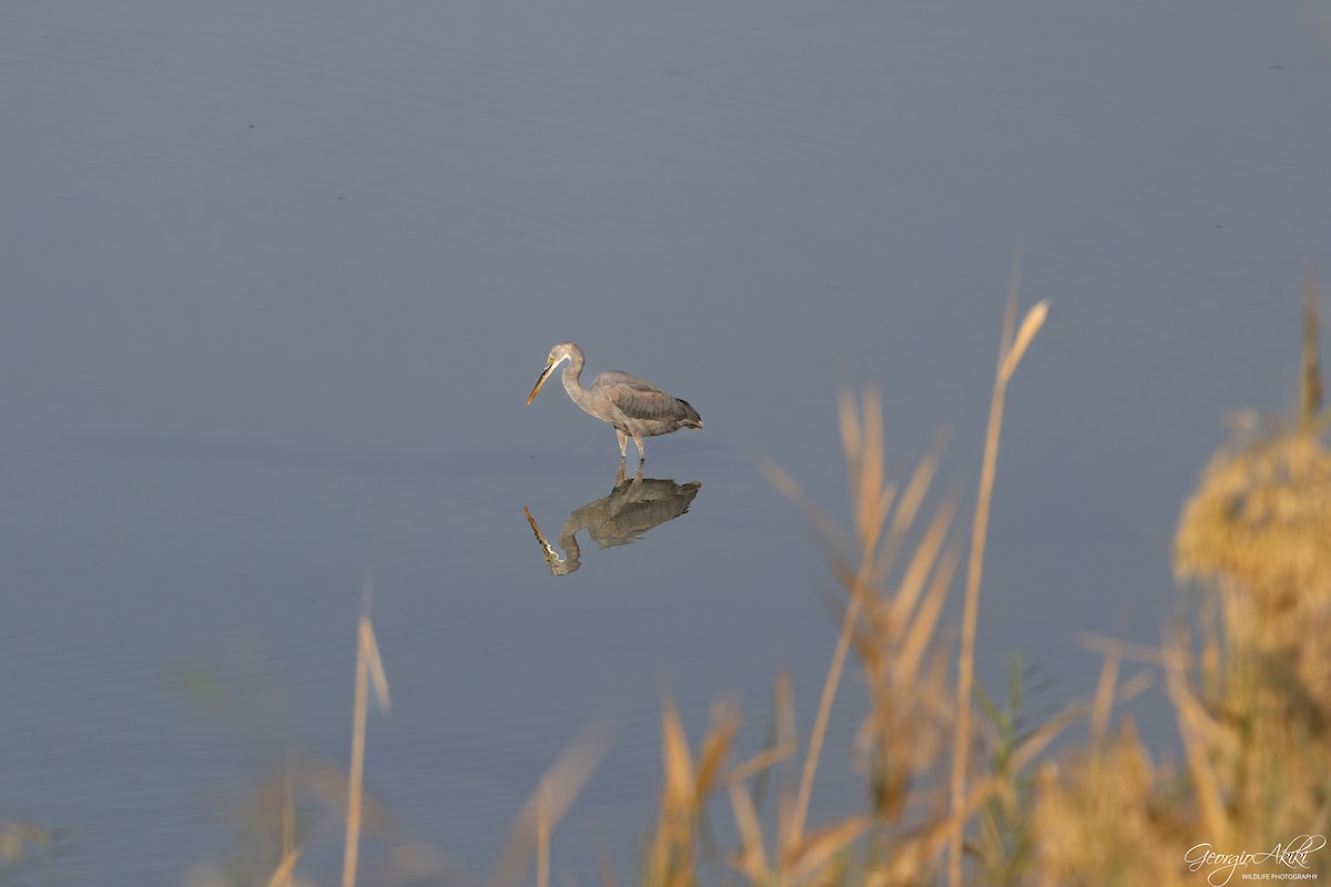 Western Reef-Heron - ML646104285