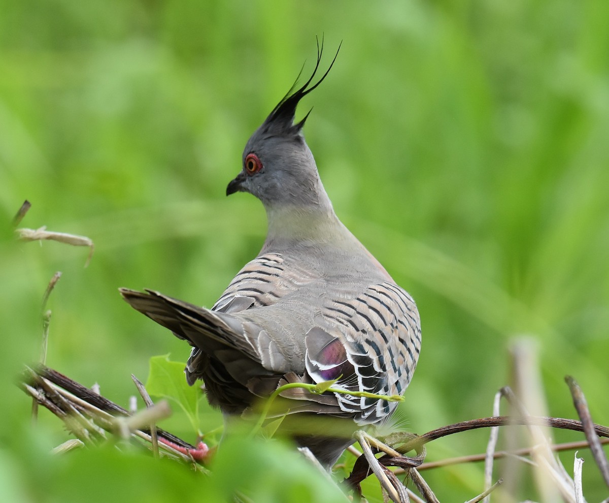 Crested Pigeon - ML646104287