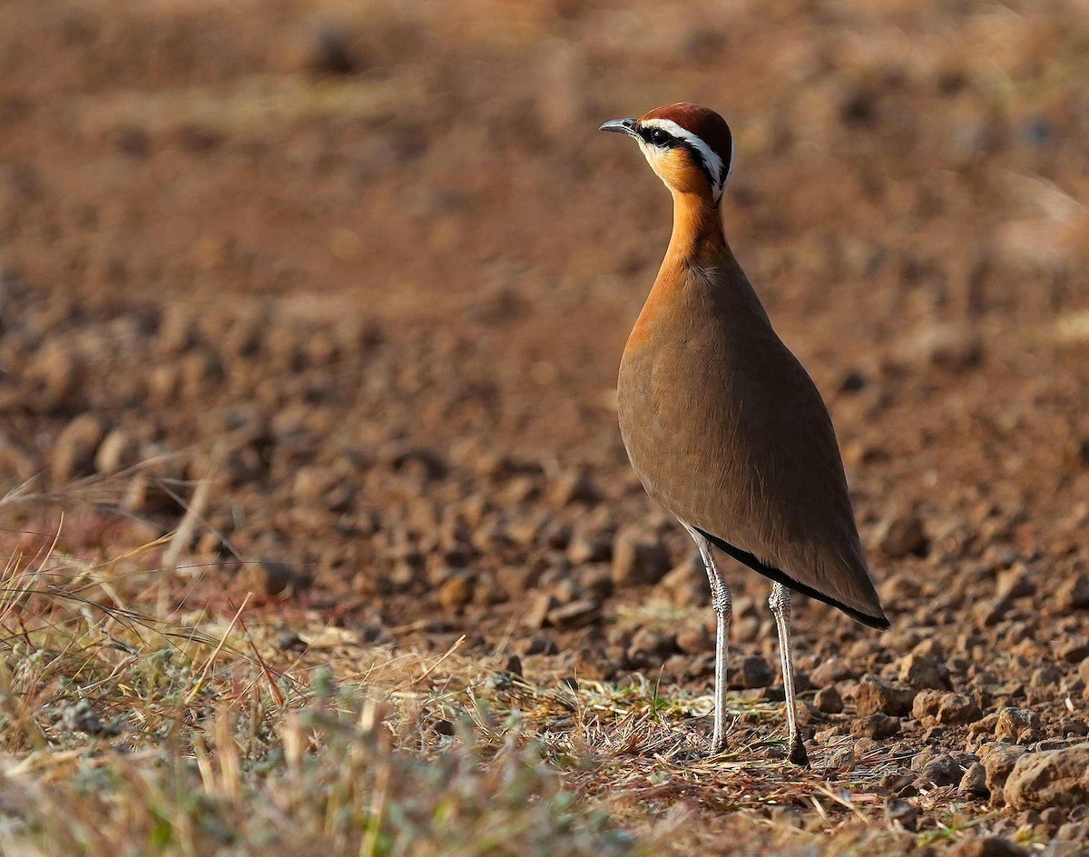Indian Courser - ML646104288
