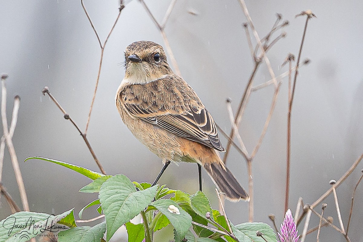 Amur Stonechat - ML646104289