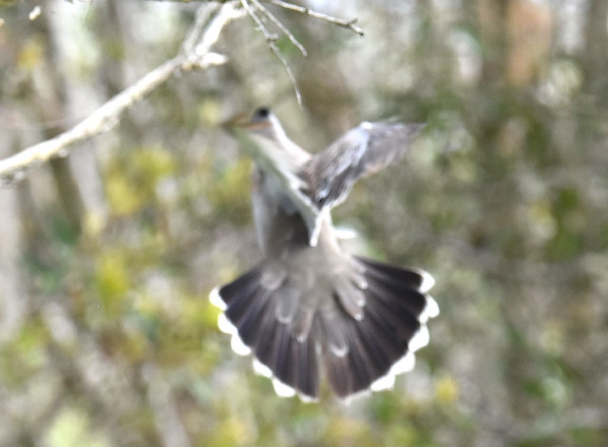 Crested Pigeon - ML646104291