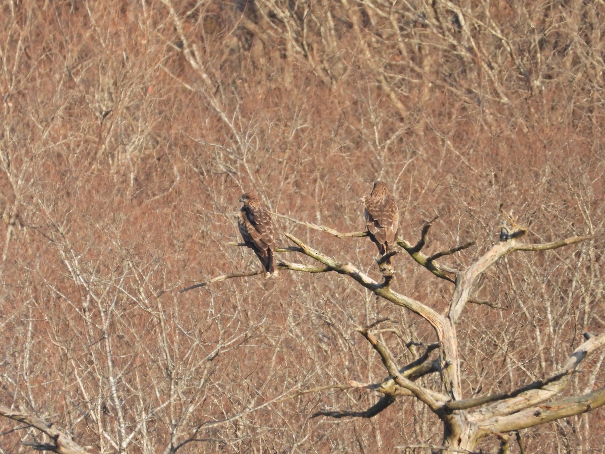 Black Kite - ML646104292
