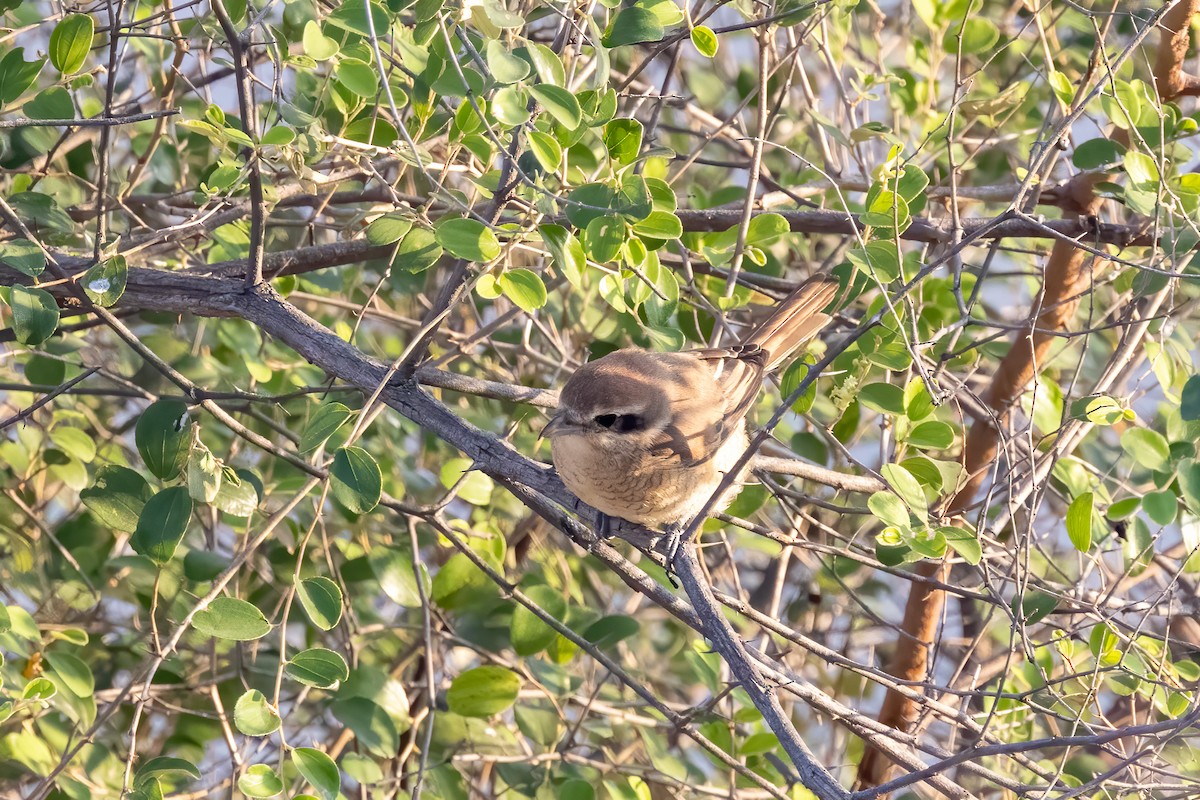 Brown Shrike - ML646104293