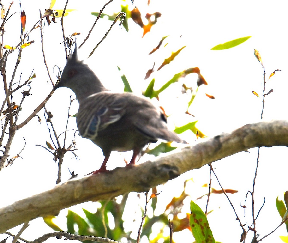 Crested Pigeon - ML646104294