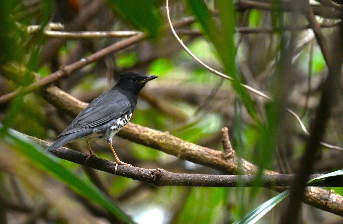 Japanese Thrush - ML646104295