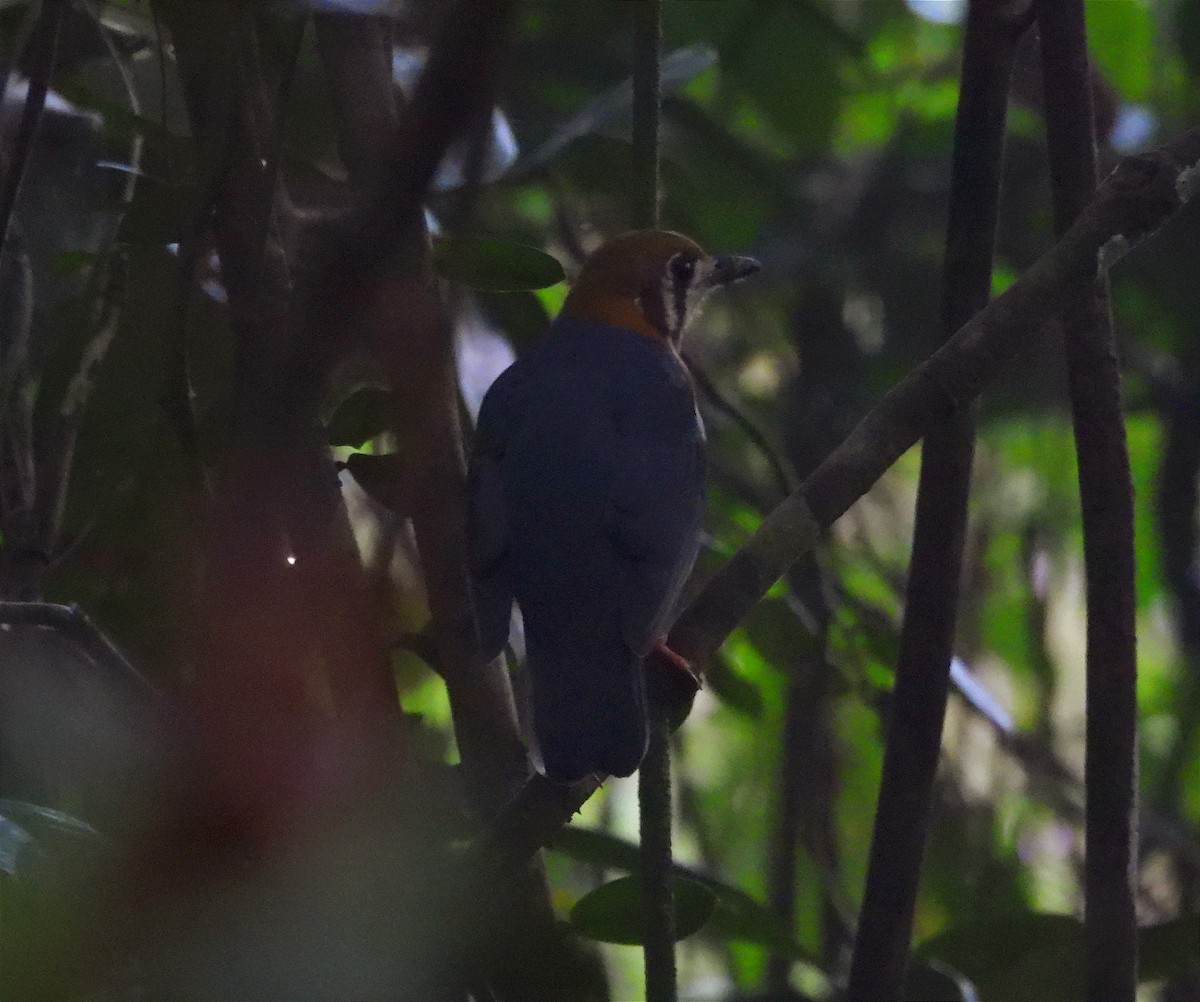 Orange-headed Thrush - ML646104296