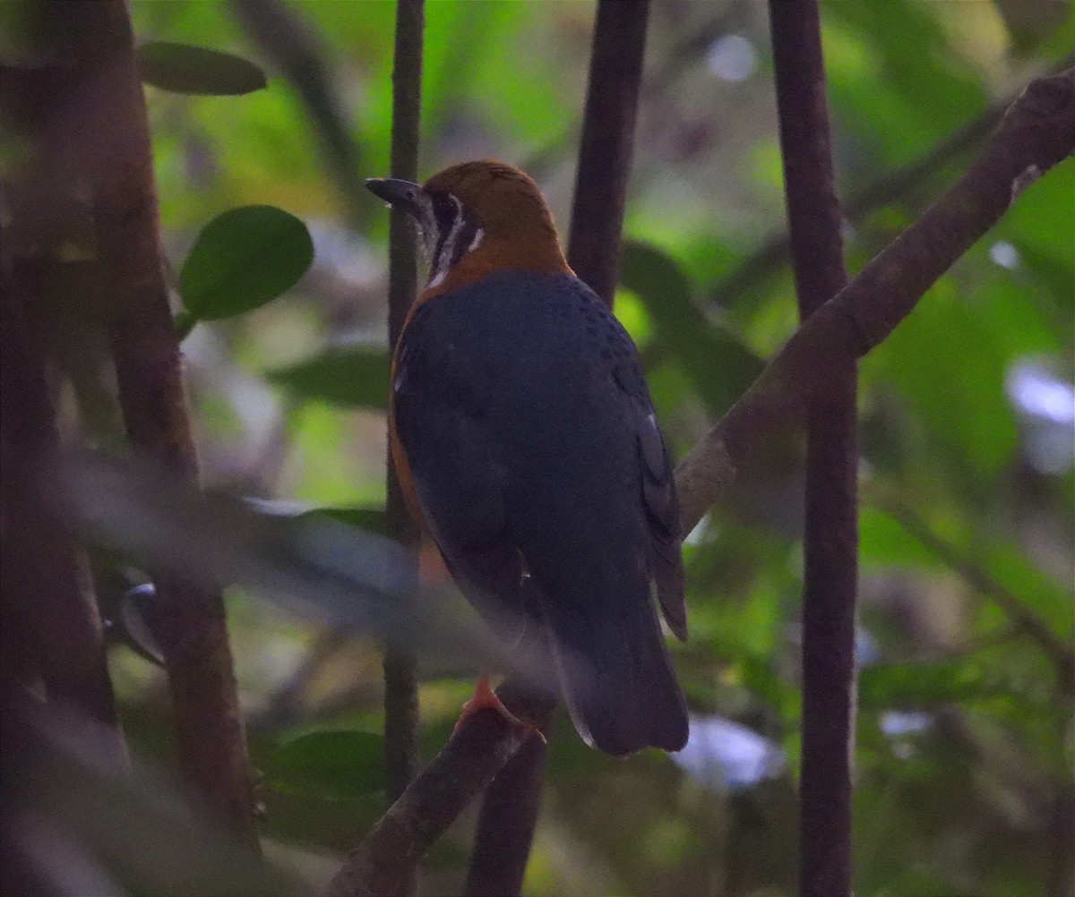 Orange-headed Thrush - ML646104297